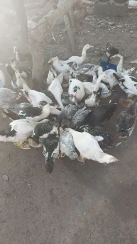 Patos de várias idades.