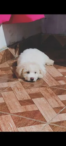 Vendo Poodle macho 3 meses
