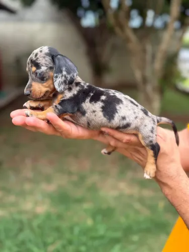 Filhote de Daschund - Salsicha - Cofap 