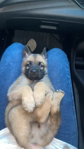 Pastor malinois capa preta