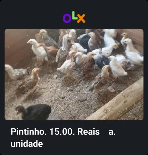 Pintinho  de quintal. a venda. 15.00. . reais  a . unidade 