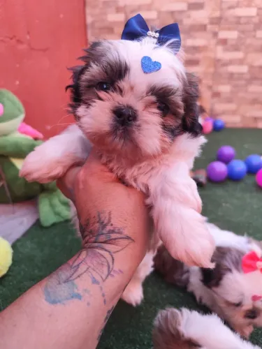 Menino shih Tzu ( bem pequeno)