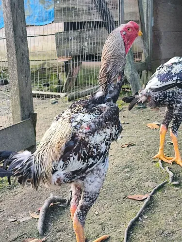 frangos indo gigante 