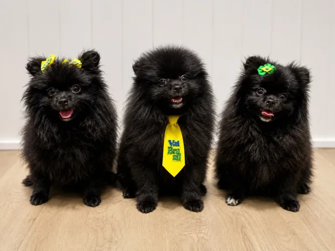 Filhote de Sptiz alemão (Lulu da pomerania)