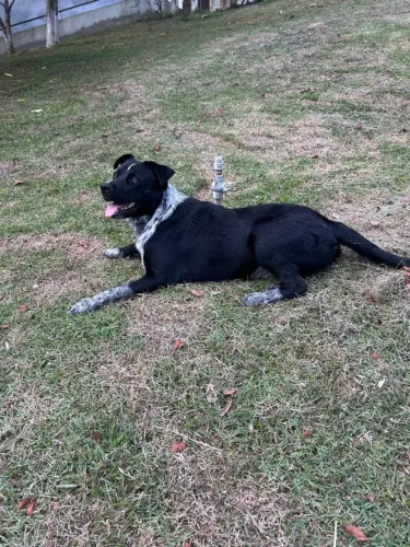 Doação de cachorro