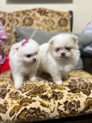 ? DOIS LULU DA POMERÂNIA PROCURANDO UM LAR! ?