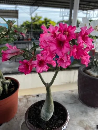 Rosas do deserto em promoção