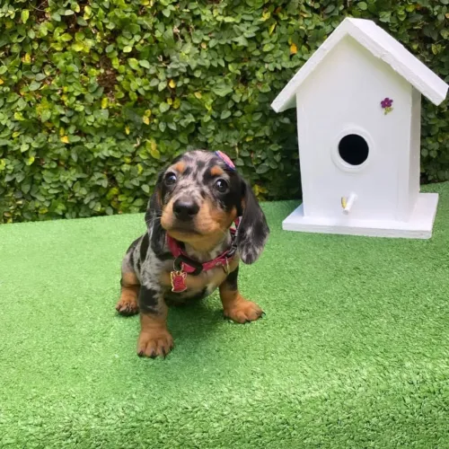 dachshund salsichinha