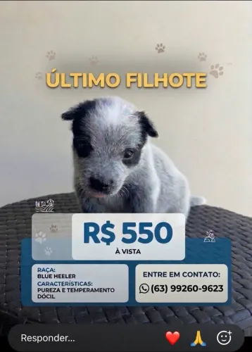 Filhote de blue heeler (boiadeiro australiano