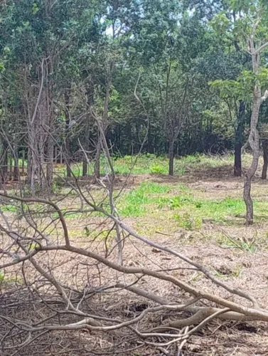 Chácara 2.000m2 no Município de Leopoldo de Bulhões a 7km de Bonfinópolis