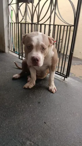 American Bully Doação