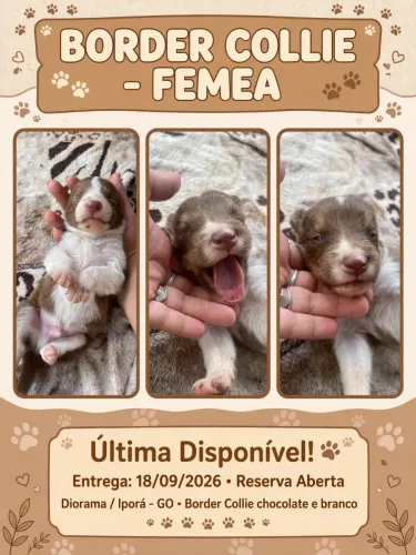 Filhote de border collie