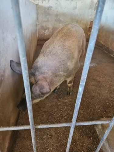 Porca Pietran com Duroc 130kg