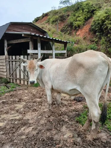 Vaca mansa com cria