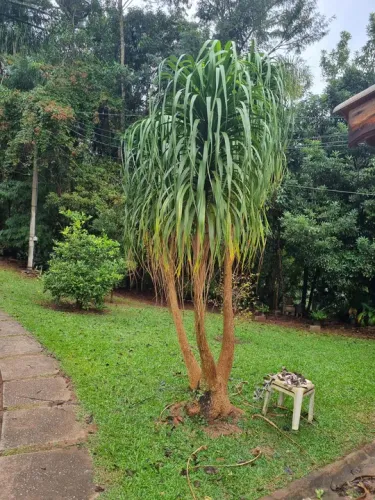 Planta pata de elefante de 3,70 metros