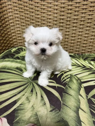 Maltês branco como neve