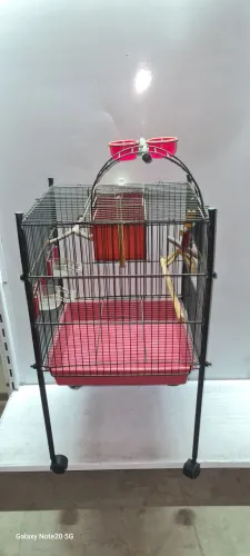 Viveiro caçulinha bragança