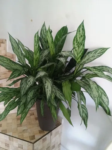 Planta Aglaonema (Planta da Sorte) - Linda!