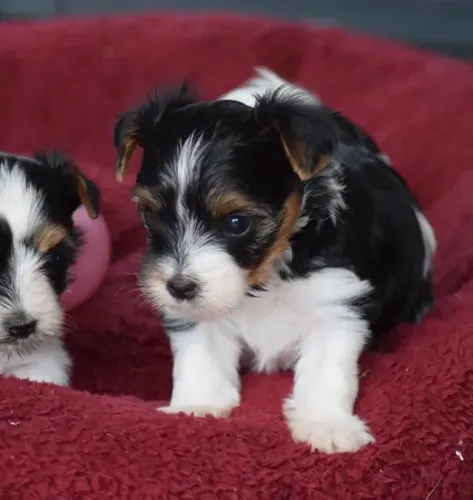 Biewer Terrier Tricolor de Luxo - Para Quem Busca Um Cão Exclusivo