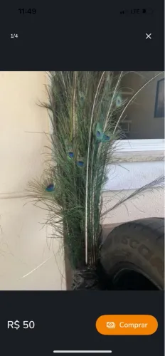 penas de pavão ave exótica decorativa