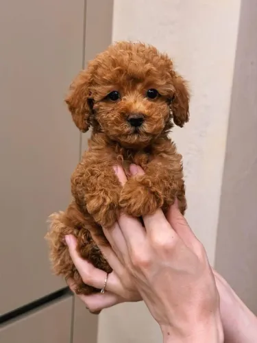 Poodle femea Red você encontra aqui 