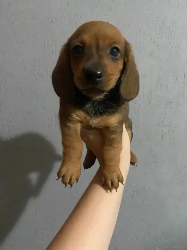 lindos filhotes de basset daschund 