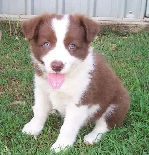 border collie chocolates - nova ninhada 