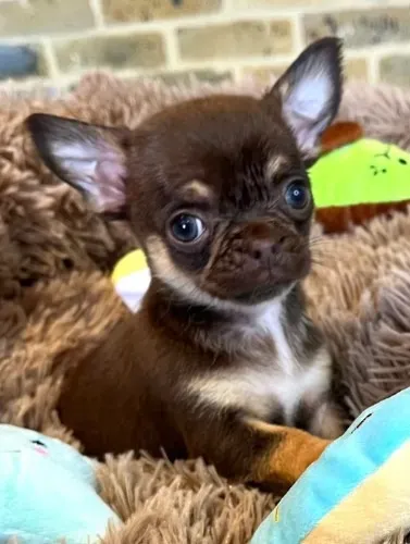 Chihuahua de pelo curto e pelo longo: carinho, beleza e exclusividade!