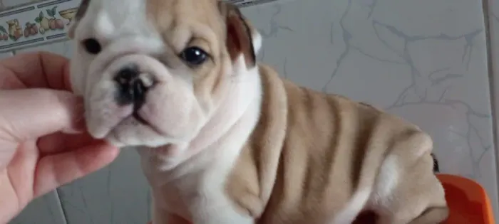 bulldog ingles bem parrudos, em exelente padrão da raça