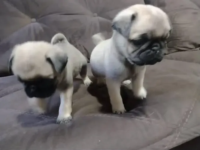 Filhote Pug, Prepare-se para momentos inesquecíveis ao lado do seu novo amigo!