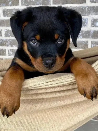 Filhote Rottweiler - Olhos Lindos e chamativos