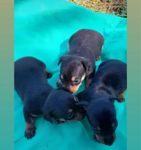 Pinscher filhotes