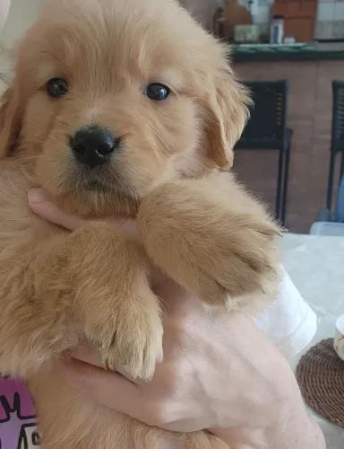 Filhotes Golden Retriver 45 dias - Disponíveis Já