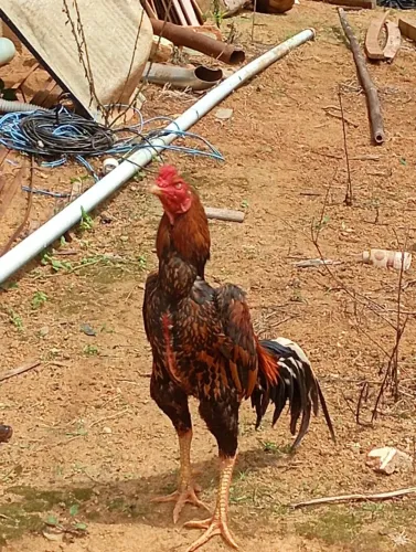 Galo indio