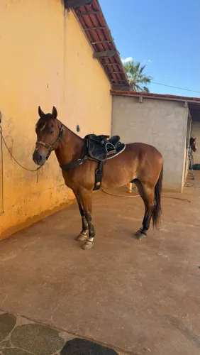 Cela de cavalo