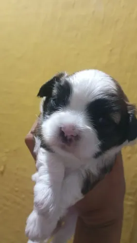 Lhasa Apso macho e fêmea disponível