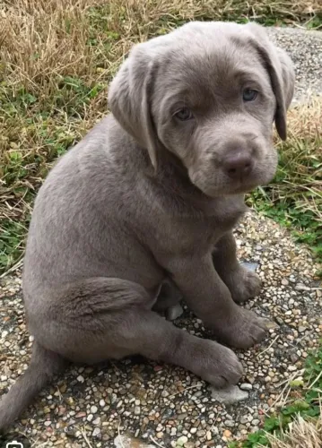 labrador 