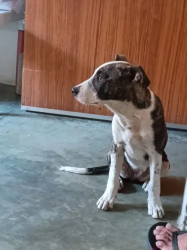 Cachorro