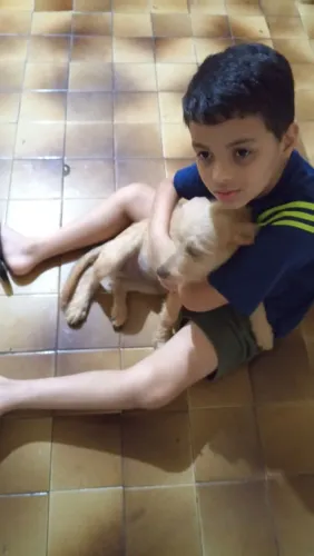 Doação de cachorro 