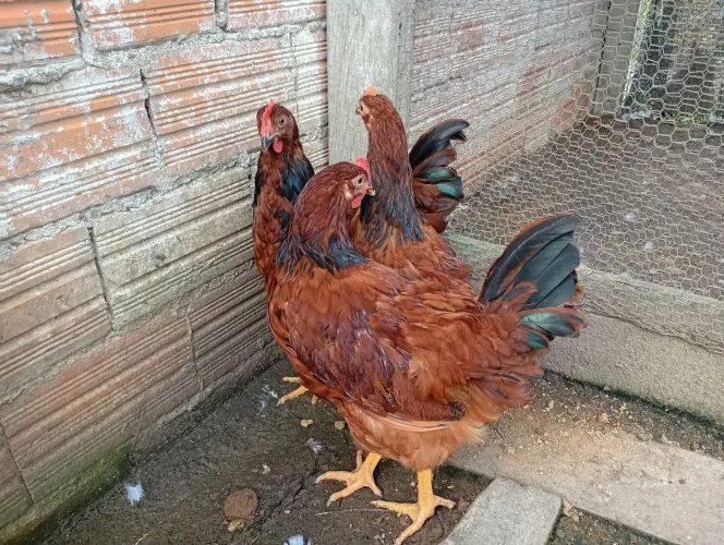 Frangos de linhagem Embrapa Puro