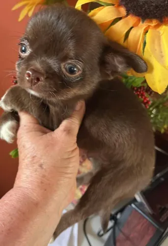 Chihuahua macho