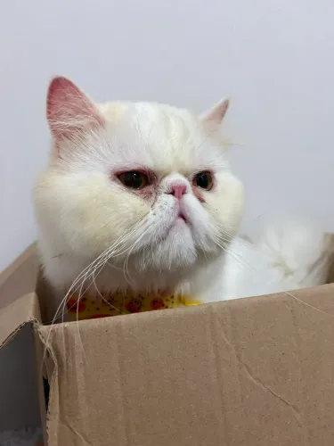 Gato persa macho