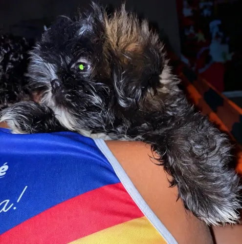 Filhotes de Shihtzu