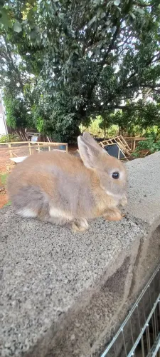 Anões e mini