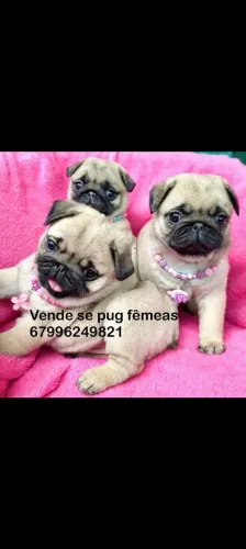 Pug filhotes 