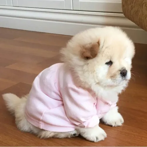Chow Chow Tem laços que nascem no primeiro olhar