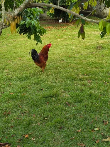 Galo caipira adulto à venda