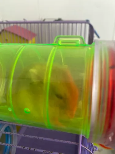 Hamster 