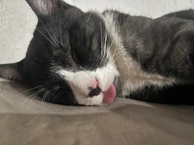 Doação de gato frajola macho