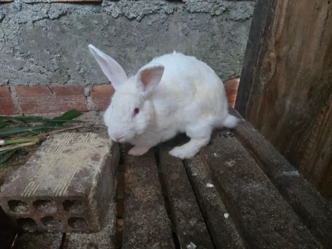 Coelha coberta